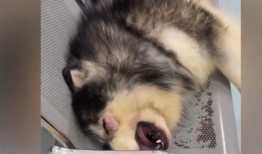 爆料狗狗打架视频播放在线观看,在线观看惊心动魄瞬间